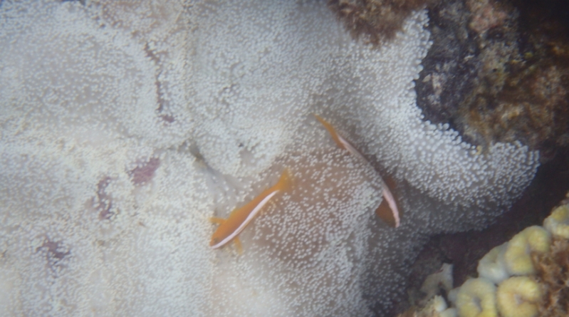 �X�N�������Ɂb���[�����[���[���v���|���X�z���̃T�v�������g�I�y�~�c�o�`�̌b�݁i�Ƃ��j�z
���T�C�g